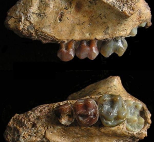 На юго-западе Китая найдена самая ранняя окаменелость гиббона