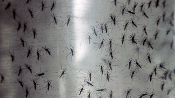 Британские ученые создали комаров, которые не переносят малярию